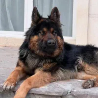 سگ ژرمن شپرد