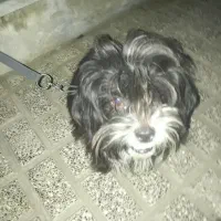 سگ  پشمالو|سگ|مینودشت, |دیوار