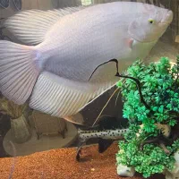 ماهی آکواریوم گوشتخوار|ماهی|اقبالیه, |دیوار