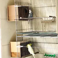 مرغ عشق انگلیسی مولد|پرنده|تهران, تجریش|دیوار