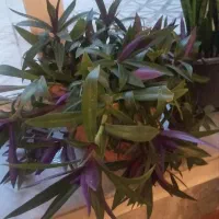 سانسوریا وزیپلین|گل و گیاه طبیعی|تبریز, |دیوار