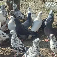 کفترخوب|پرنده|آستانه اشرفیه, |دیوار