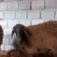 شراکت و همکاری  زرین شهر