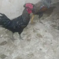 خروس