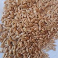 خریدار گندم