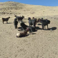 بز جوان|حیوانات مزرعه|جوانرود, |دیوار