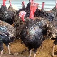 بوقلمون برنز