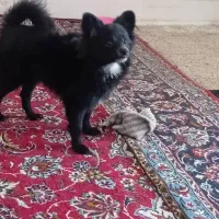 واگذاری توله نره