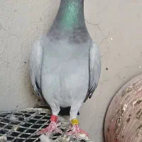 کبوتر نژاد دار