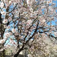 فروش باغشهری