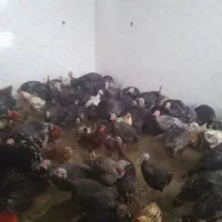 بار جدید مرغ اصلی محلی بود قلمون رسید