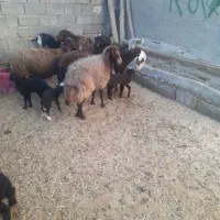 میش و بره گوسفند|حیوانات مزرعه|زاغه, |دیوار