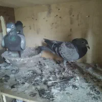کبوتر|پرنده|قم, آزادگان|دیوار