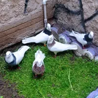 کبوترطوقی‌‌