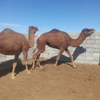 دوشتر‌چاق|حیوانات مزرعه|خوسف, |دیوار