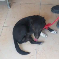 مجسمه سگ اشپیتزل پاکوتاه|سگ|هشتگرد, شهرک سهیلیه|دیوار