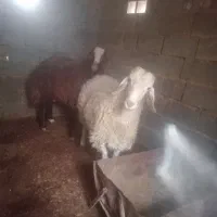 بره قربانی