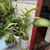 گل گوش فیلی آپارتمانی