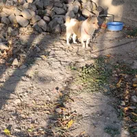 واگذاری پاکوتا|سگ|مهربان, |دیوار