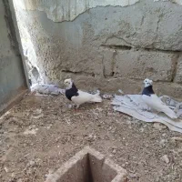 طوقی و کله ای|پرنده|فیروزآباد (آذربایجان), |دیوار