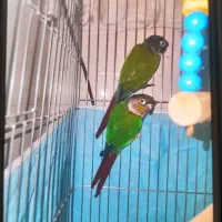 جفت گیرینجیک درجه یک|پرنده|یزد, |دیوار