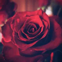 همکاری دائم