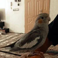 عروس هلندی نر