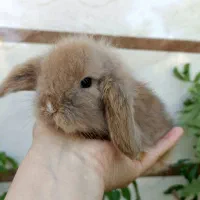 خرگوش لوپ ۳۵ روزه کاراملی اصیل|موش و خرگوش|رشت, تازه آباد|دیوار