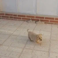 سگ پاکوتاه|سگ|کرمان, |دیوار