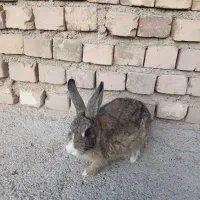 خرگوش ماده
