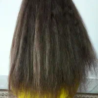 موطلایی پر پشت|آرایشی، بهداشتی، درمانی|ایلام, |دیوار