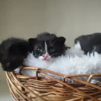 گربه عروسک گربه|گربه|همدان, |دیوار