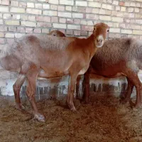 یک جفت میش چینی