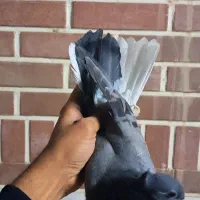 جوجه سبز دم سفید|پرنده|قم, حاج زینل|دیوار