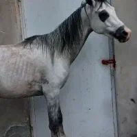 اسب عرب مصری