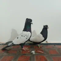 رنگه|پرنده|تربت جام, معدآباد|دیوار