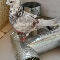 کفتر غلم کار