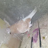 4تاکفتر|پرنده|رباط‌کریم, شترخوار|دیوار