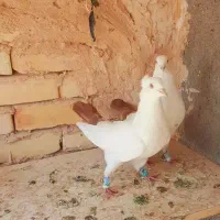 کبوتر دم سرخ کاکلی جفت|پرنده|مشهد, خین عرب|دیوار