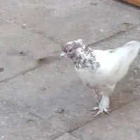 کفتر کله دار نر گ م ش د ه