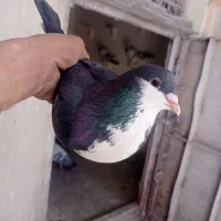 کبوتر|پرنده|بم, |دیوار