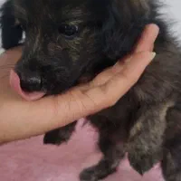 پامر اشپیتز فوری