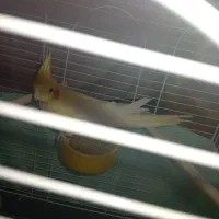 عروس هلندی ماده|پرنده|ویسیان, |دیوار