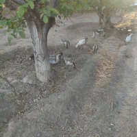 قوغاز|حیوانات مزرعه|شاهرود, |دیوار