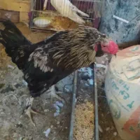 خروس