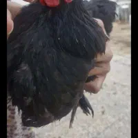 یک عدد خروس زیبا