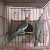 انواع عروس هلندی|پرنده|باسمنج, |دیوار