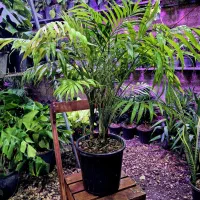 گل و گیاه شاماندورا