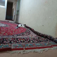 قالیباف ماهر تهران یا بومهن