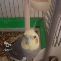 3تا پرنده گمشده